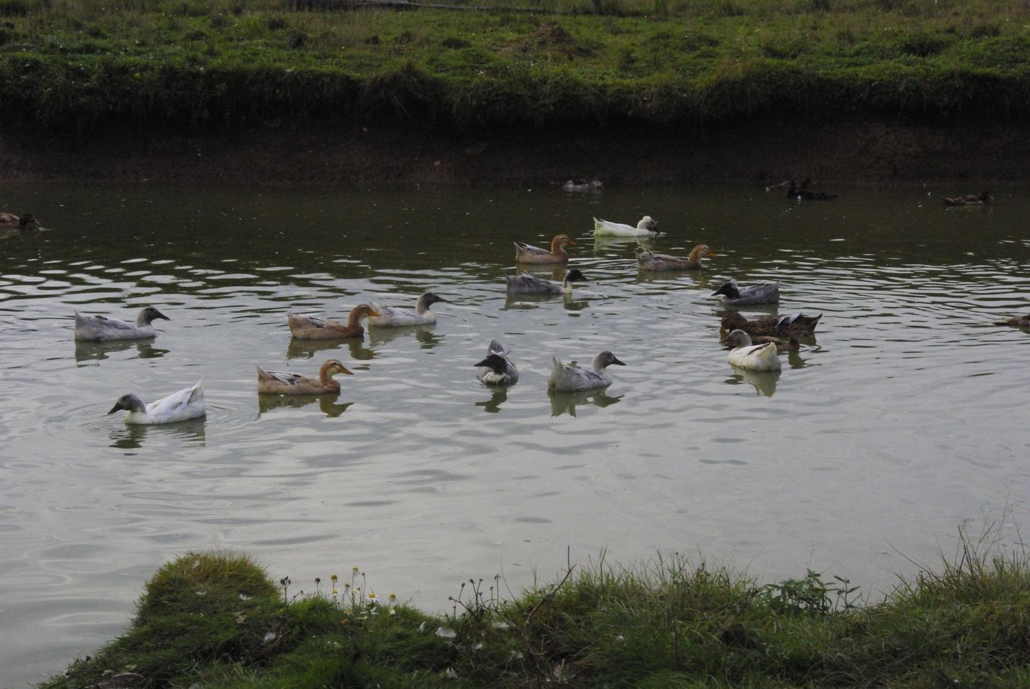 Ферма Ферма