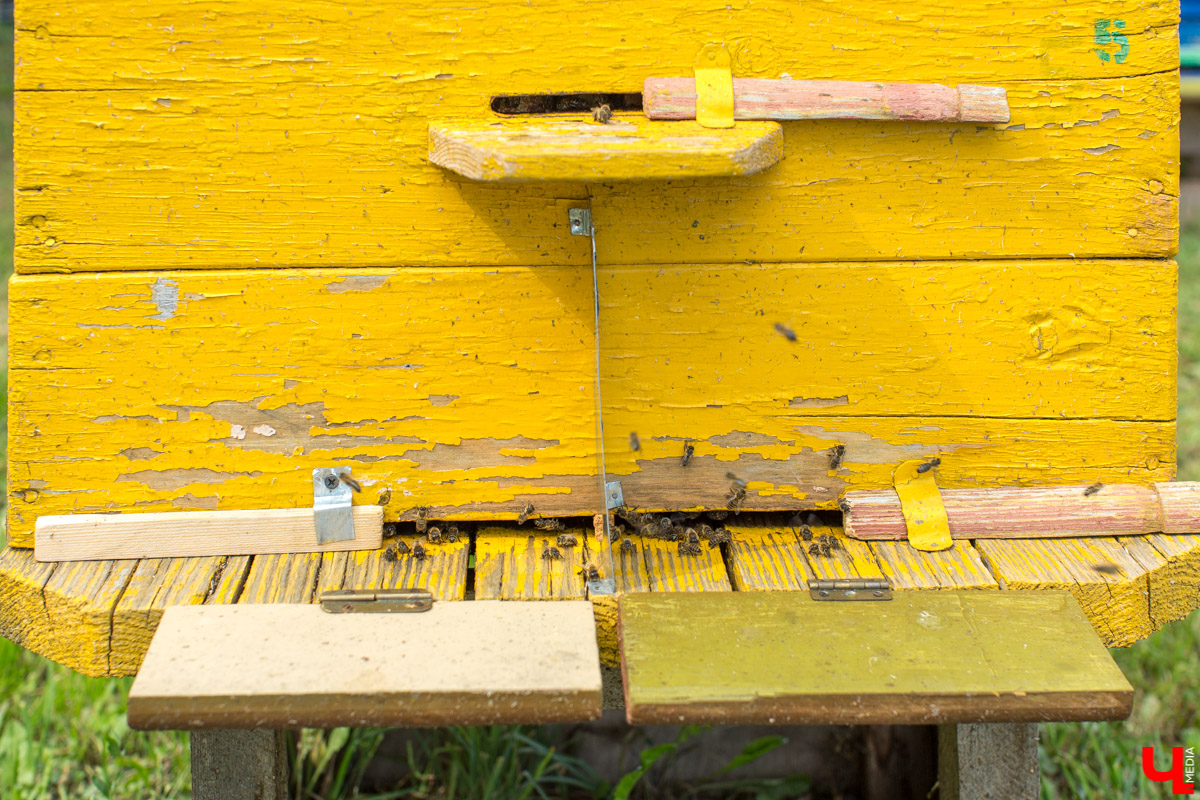 Журналист “Ключ-Медиа” на себе проверил, что такое аэроапитерапия и узнал, зачем люди ложатся спать на ульи с пчелами. Какую пользу приносит такой отдых рассказал пасечник из Владимирской области Николай Фадеев