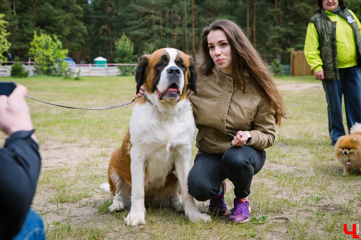 Собачьи нежности во Владимире: самые любвеобильные участники «Собаки-обнимаки»