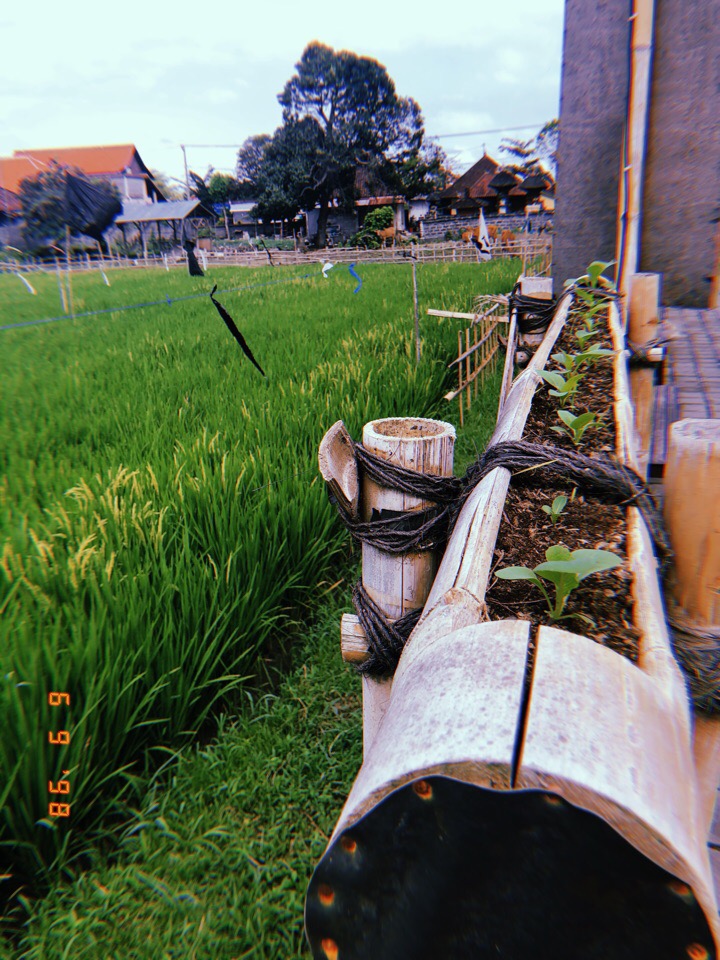 Владимирцы Мария и Илья Засорины побывали на острове Бали и поделились впечатлениями от поездки