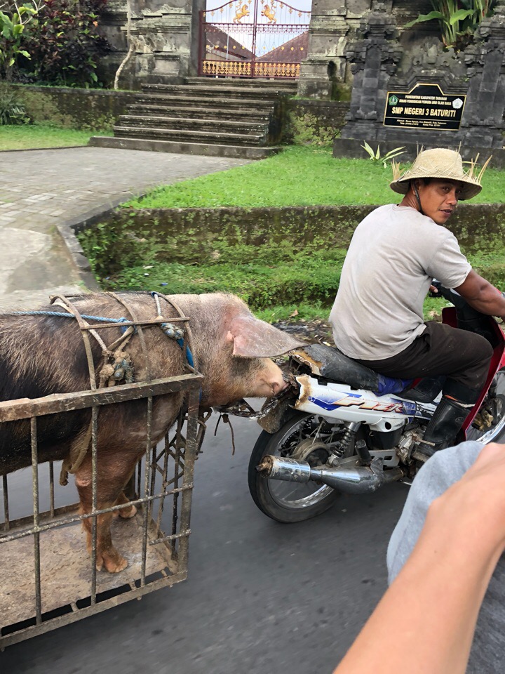 Владимирцы Мария и Илья Засорины побывали на острове Бали и поделились впечатлениями от поездки