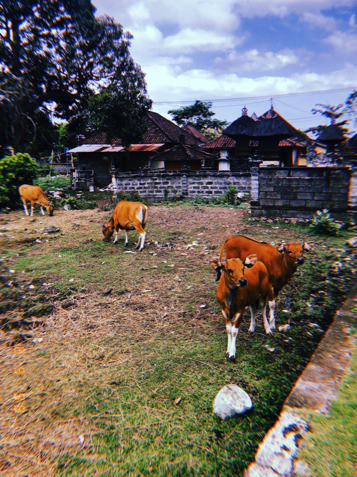 Владимирцы Мария и Илья Засорины побывали на острове Бали и поделились впечатлениями от поездки