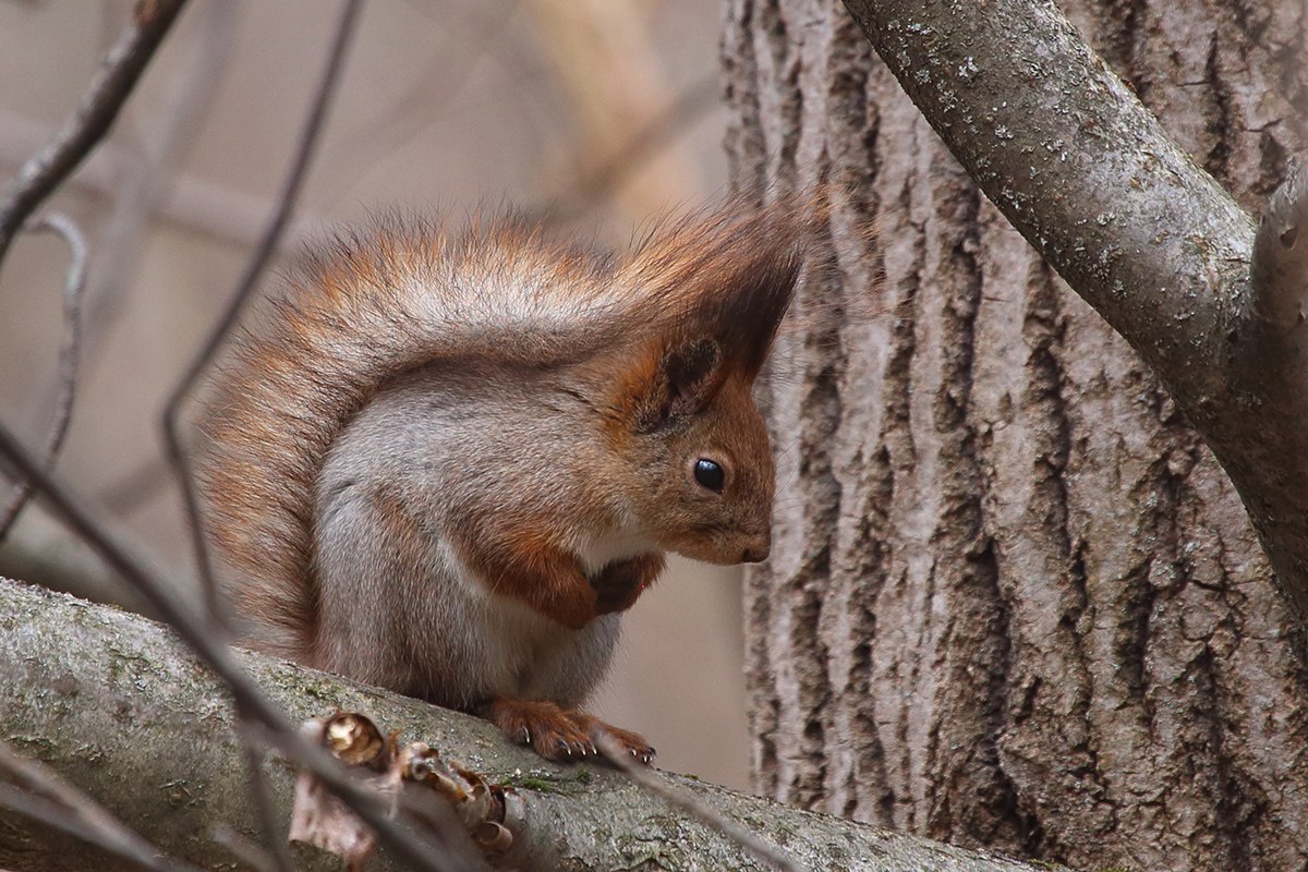 Дикая природа ближе, чем кажется. Даже в черте города, в парке “Дружба” можно встретить белок, множество птиц и даже лосей
