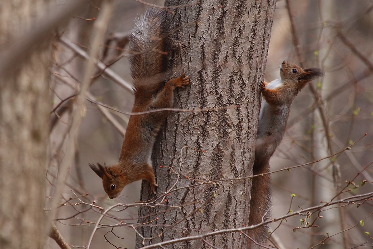 Дикая природа ближе, чем кажется. Даже в черте города, в парке “Дружба” можно встретить белок, множество птиц и даже лосей