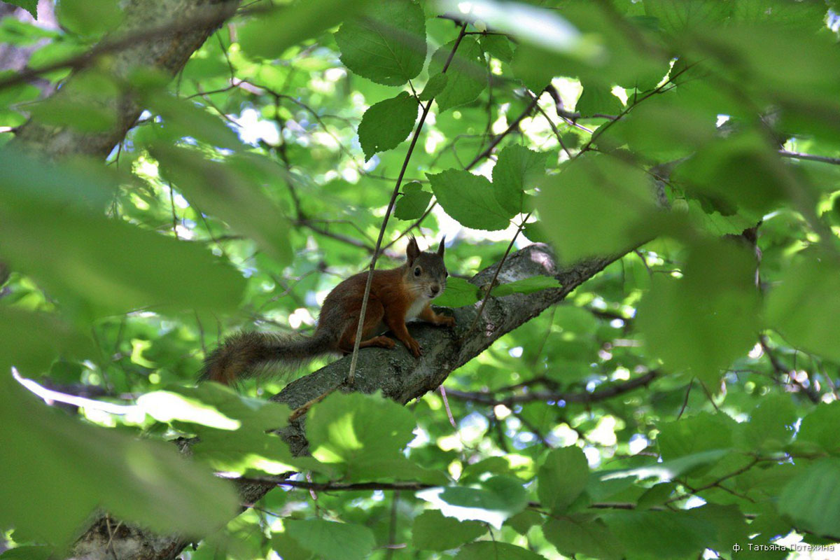 Дикая природа ближе, чем кажется. Даже в черте города, в парке “Дружба” можно встретить белок, множество птиц и даже лосей