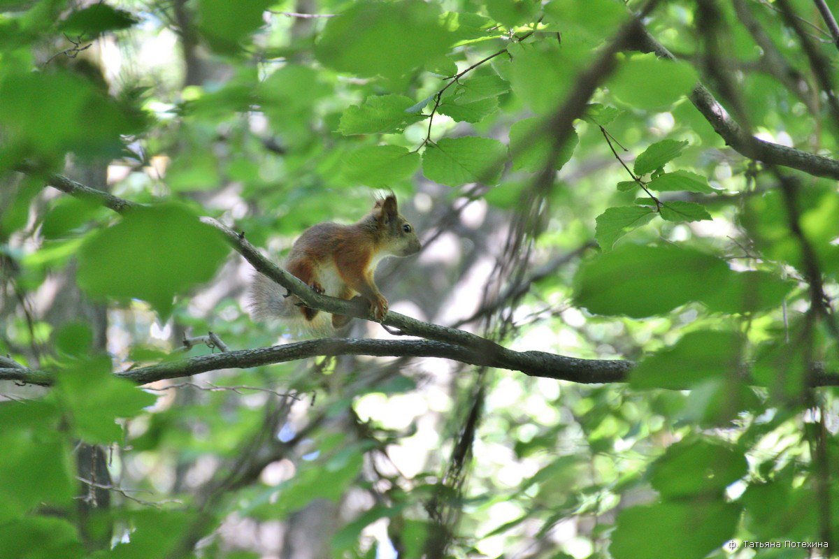 Дикая природа ближе, чем кажется. Даже в черте города, в парке “Дружба” можно встретить белок, множество птиц и даже лосей