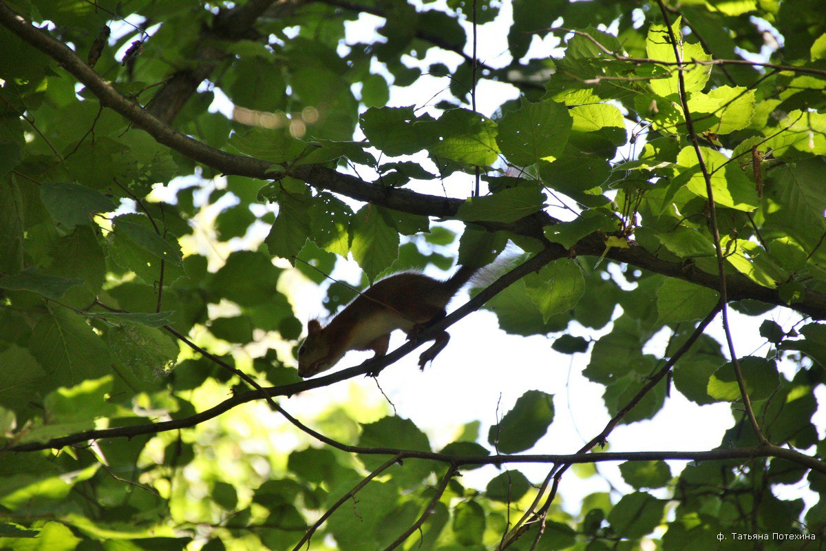Дикая природа ближе, чем кажется. Даже в черте города, в парке “Дружба” можно встретить белок, множество птиц и даже лосей