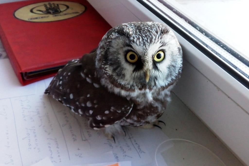 Дикая природа ближе, чем кажется. Даже в черте города, в парке “Дружба” можно встретить белок, множество птиц и даже лосей