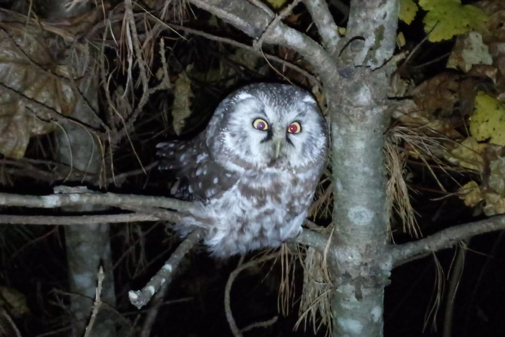 Дикая природа ближе, чем кажется. Даже в черте города, в парке “Дружба” можно встретить белок, множество птиц и даже лосей