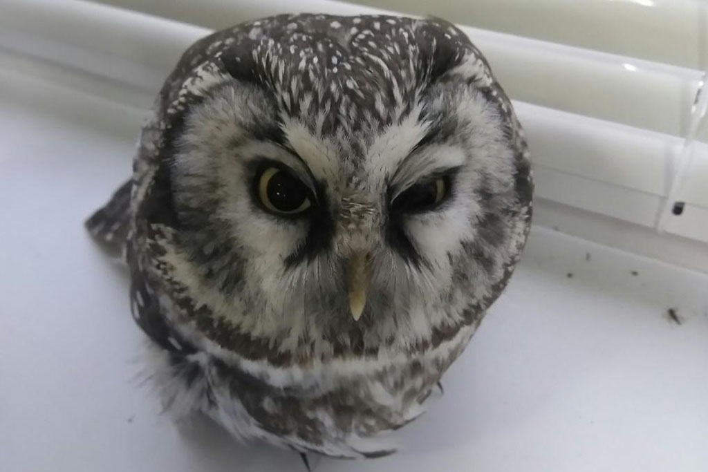 Дикая природа ближе, чем кажется. Даже в черте города, в парке “Дружба” можно встретить белок, множество птиц и даже лосей