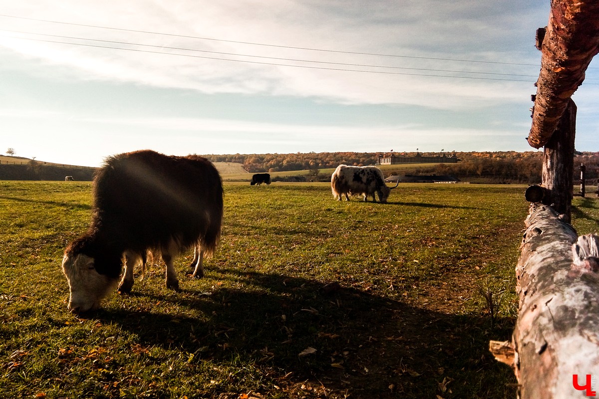 Экскурсия выходного дня в природный парк “Кудыкина гора”. Маршруты из Владимира, варианты размещения, обзор достопримечательностей