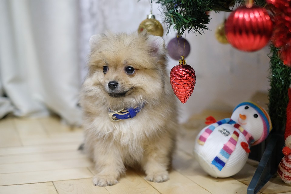 Футболист ФК “Зенит” Артем Дзюба подарил щенка шпица школьнице из Мурома