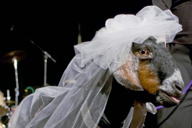 Свадьба в СССР у горцев