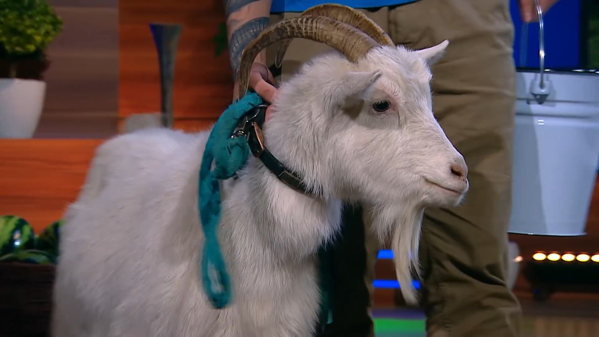 Популярная муромская блогерша “Поля из деревки” откровенно рассказала о себе на шоу Амирана Сардарова