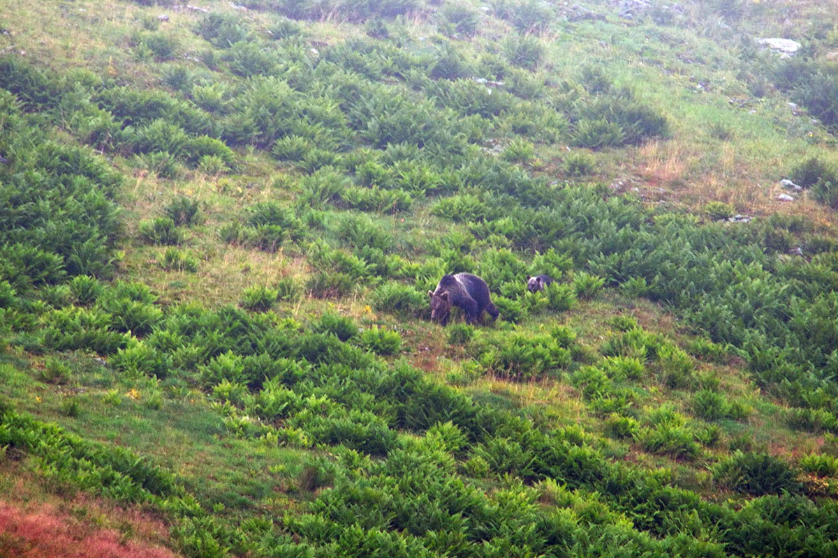 Спустя 60 лет после трагедии на перевале Дятлова возобновилось расследование. И муромлянин Дмитрий Савва рассказал о своей теории по поводу странной гибели девяти туристов в 1959 году