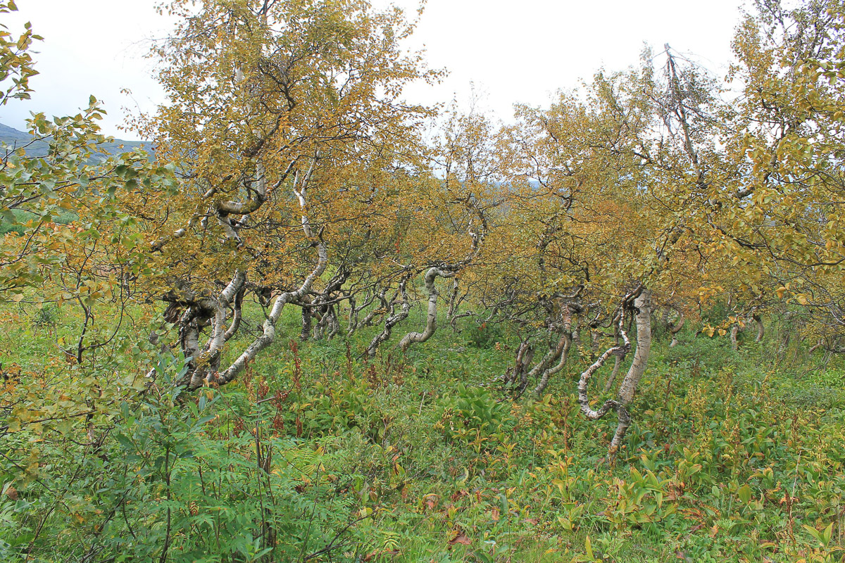 Спустя 60 лет после трагедии на перевале Дятлова возобновилось расследование. И муромлянин Дмитрий Савва рассказал о своей теории по поводу странной гибели девяти туристов в 1959 году