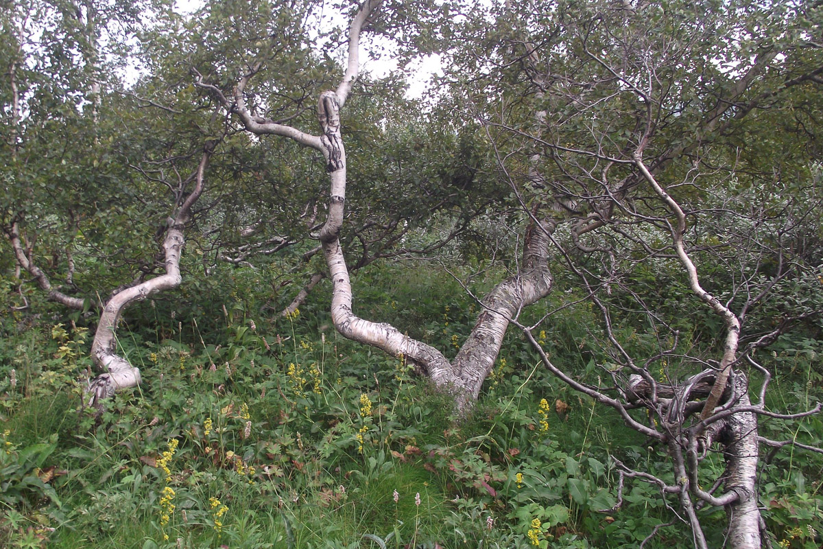 Спустя 60 лет после трагедии на перевале Дятлова возобновилось расследование. И муромлянин Дмитрий Савва рассказал о своей теории по поводу странной гибели девяти туристов в 1959 году