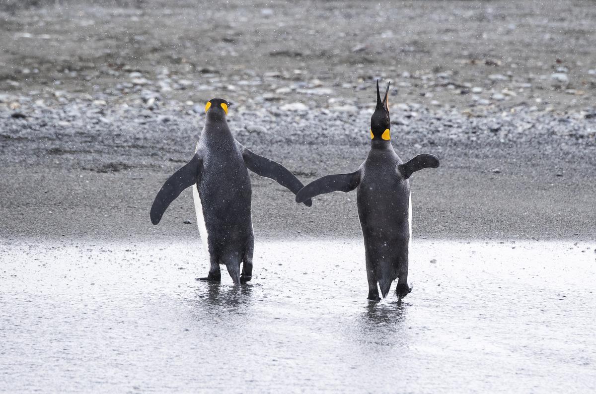Алена Антонова вернулась из Антарктиды