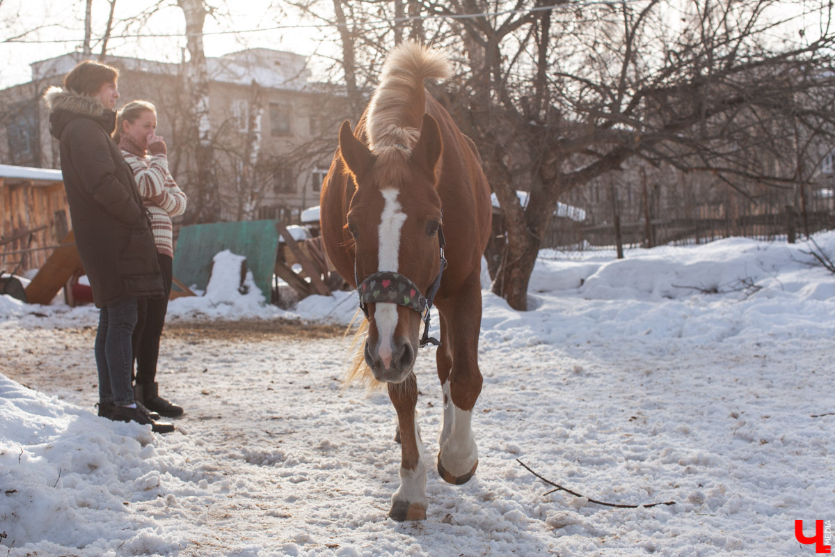 Как содержать 4-х лошадей, правильно с ним общаться и почему скакуны спасают от плохого настроения, читайте в нашем интервью с Мариной Кряжевой