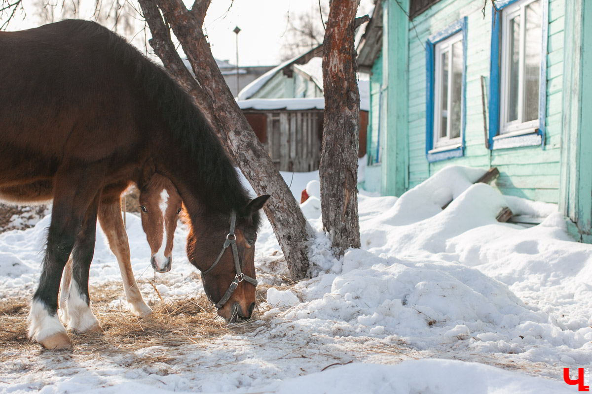 Как содержать 4-х лошадей, правильно с ним общаться и почему скакуны спасают от плохого настроения, читайте в нашем интервью с Мариной Кряжевой