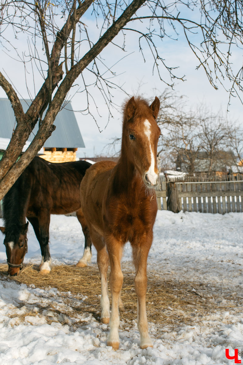 Как содержать 4-х лошадей, правильно с ним общаться и почему скакуны спасают от плохого настроения, читайте в нашем интервью с Мариной Кряжевой