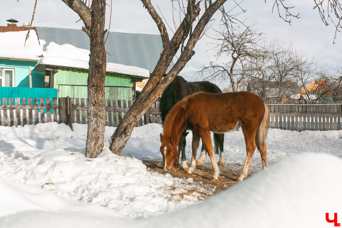 Как содержать 4-х лошадей, правильно с ним общаться и почему скакуны спасают от плохого настроения, читайте в нашем интервью с Мариной Кряжевой