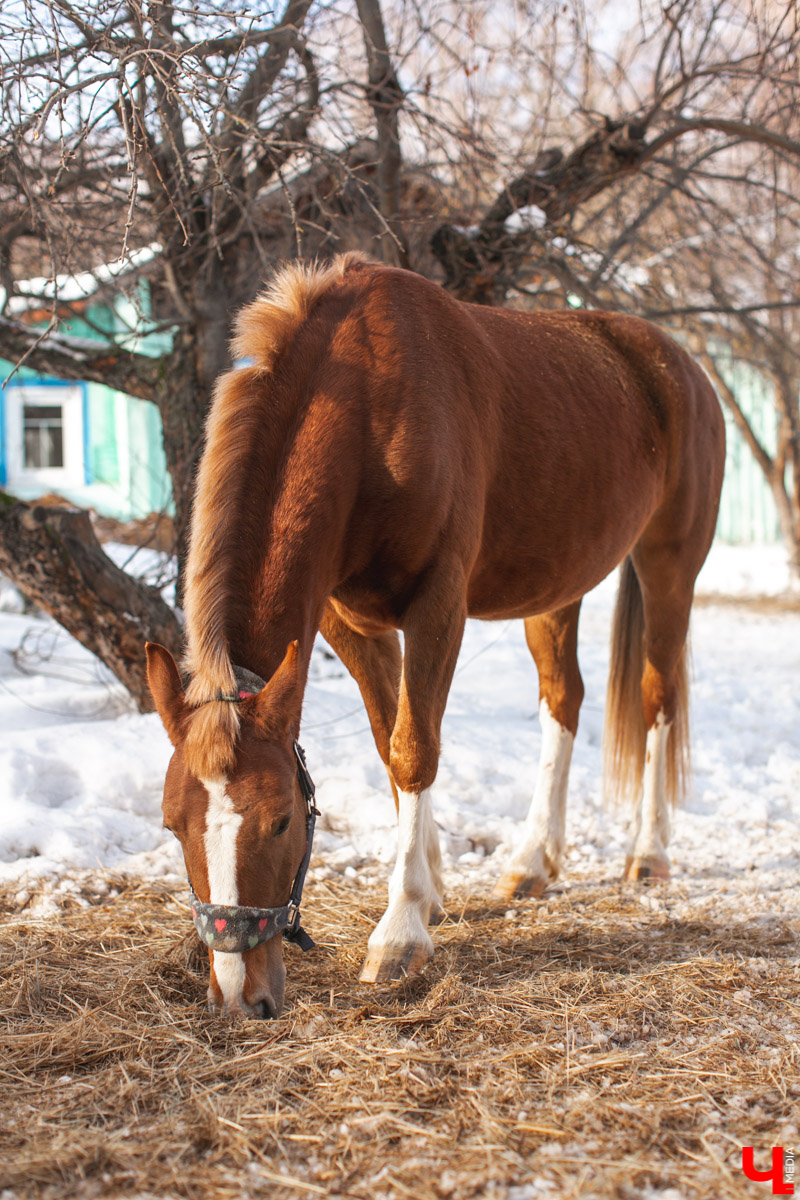 Как содержать 4-х лошадей, правильно с ним общаться и почему скакуны спасают от плохого настроения, читайте в нашем интервью с Мариной Кряжевой