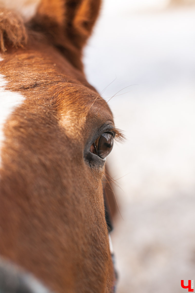Как содержать 4-х лошадей, правильно с ним общаться и почему скакуны спасают от плохого настроения, читайте в нашем интервью с Мариной Кряжевой