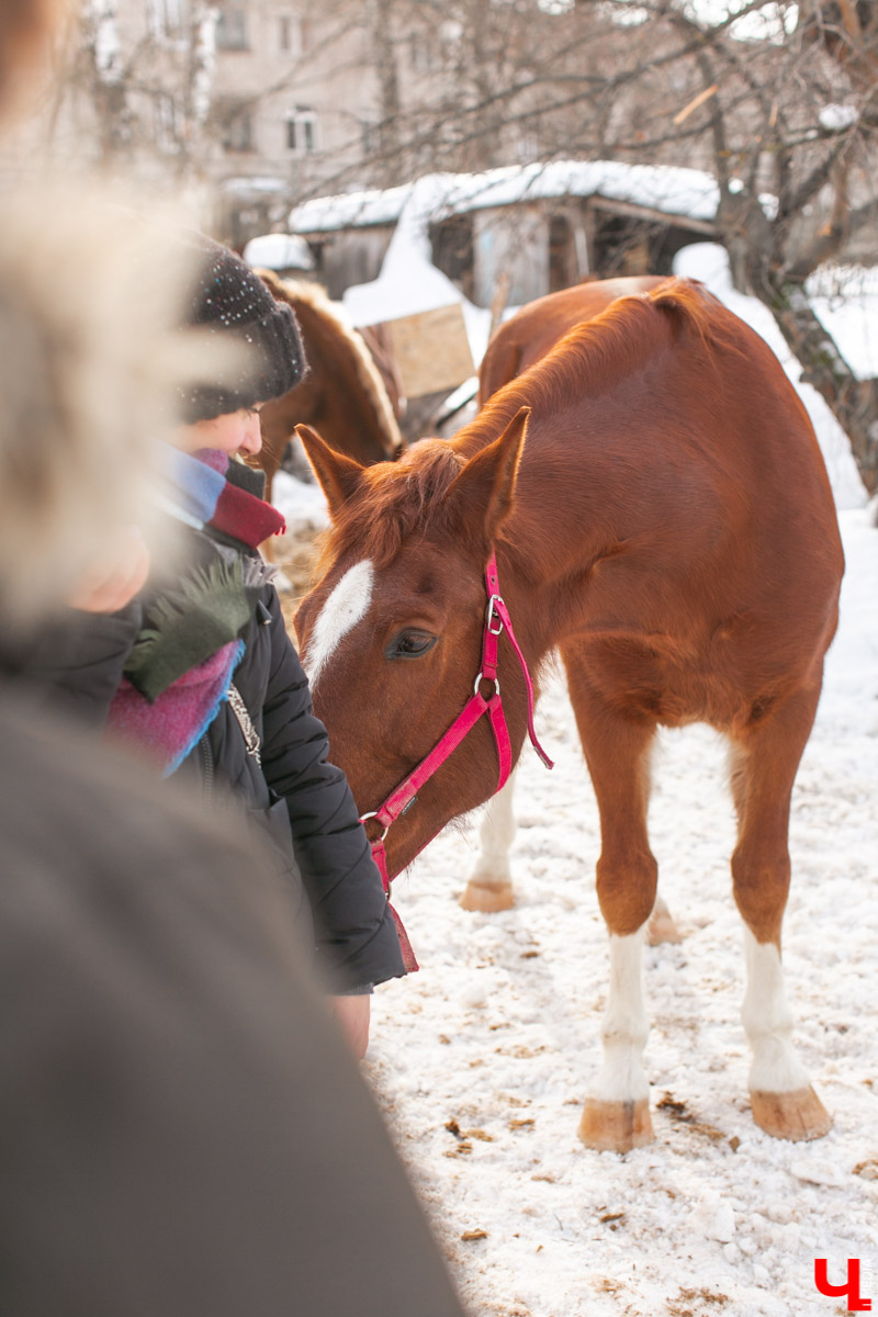 Как содержать 4-х лошадей, правильно с ним общаться и почему скакуны спасают от плохого настроения, читайте в нашем интервью с Мариной Кряжевой