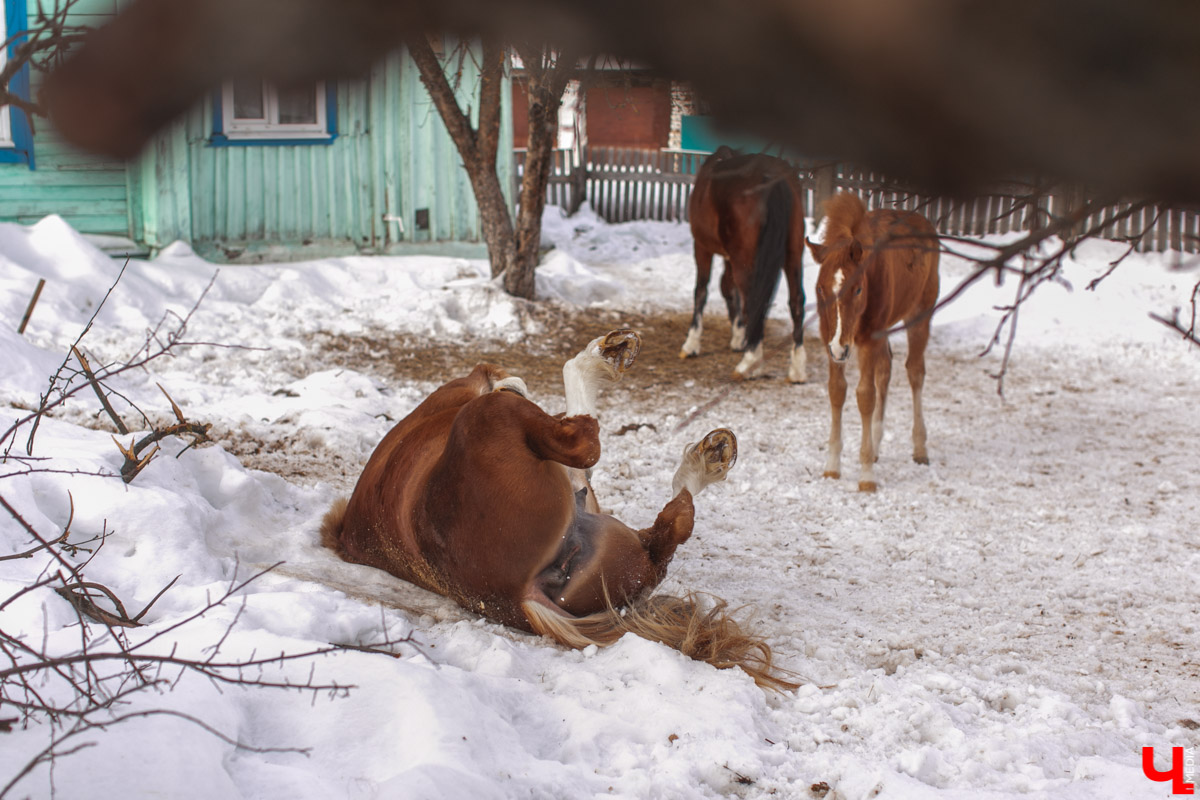 Как содержать 4-х лошадей, правильно с ним общаться и почему скакуны спасают от плохого настроения, читайте в нашем интервью с Мариной Кряжевой