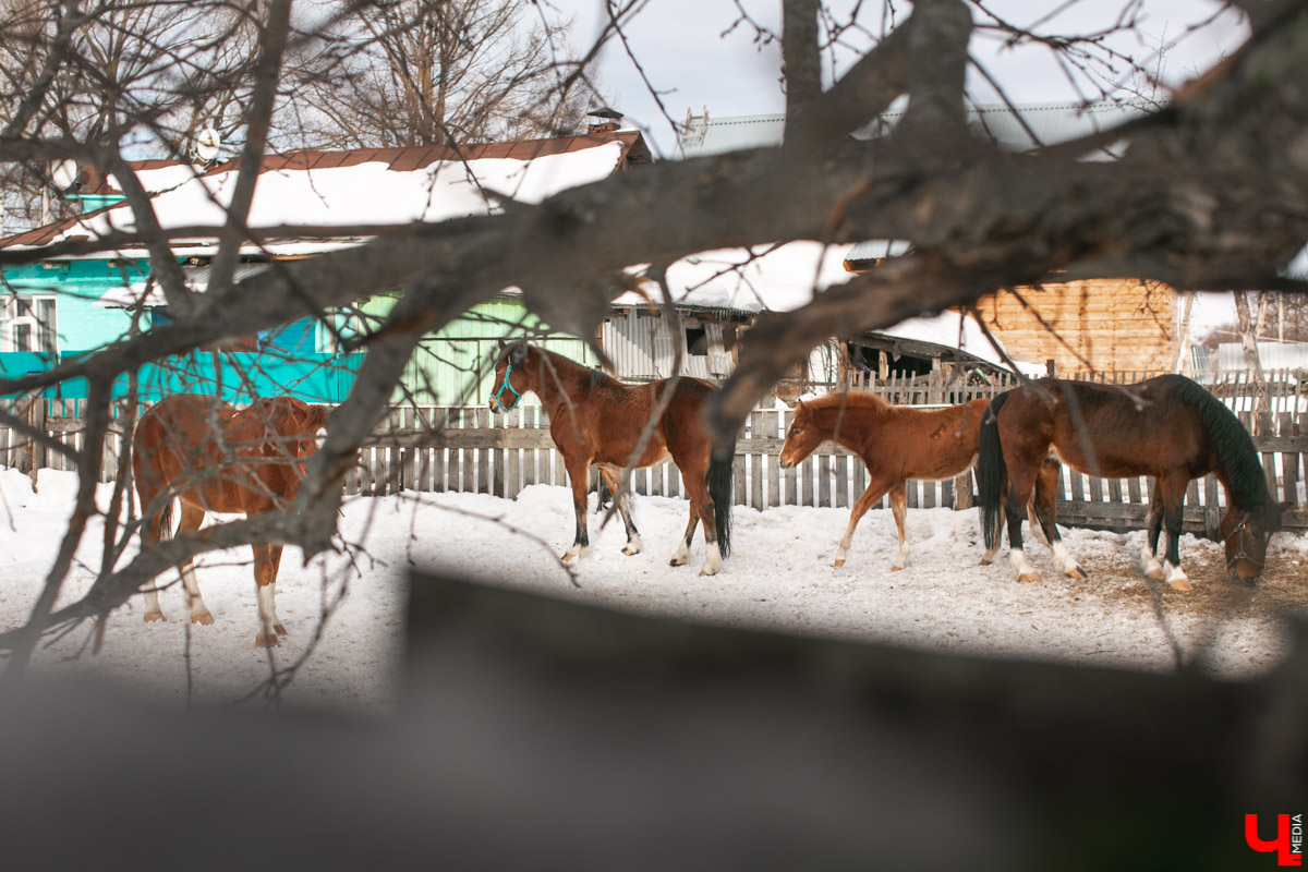 Как содержать 4-х лошадей, правильно с ним общаться и почему скакуны спасают от плохого настроения, читайте в нашем интервью с Мариной Кряжевой