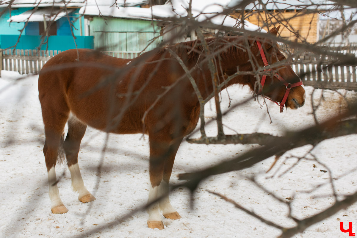 Как содержать 4-х лошадей, правильно с ним общаться и почему скакуны спасают от плохого настроения, читайте в нашем интервью с Мариной Кряжевой