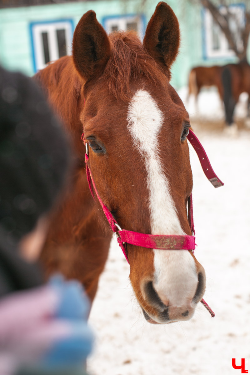 Как содержать 4-х лошадей, правильно с ним общаться и почему скакуны спасают от плохого настроения, читайте в нашем интервью с Мариной Кряжевой