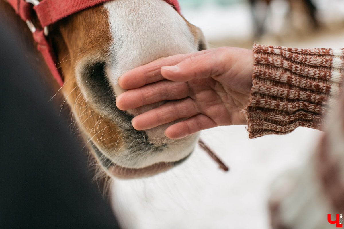 Как содержать 4-х лошадей, правильно с ним общаться и почему скакуны спасают от плохого настроения, читайте в нашем интервью с Мариной Кряжевой