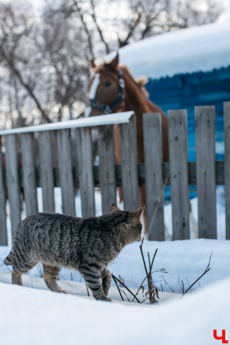 Как содержать 4-х лошадей, правильно с ним общаться и почему скакуны спасают от плохого настроения, читайте в нашем интервью с Мариной Кряжевой