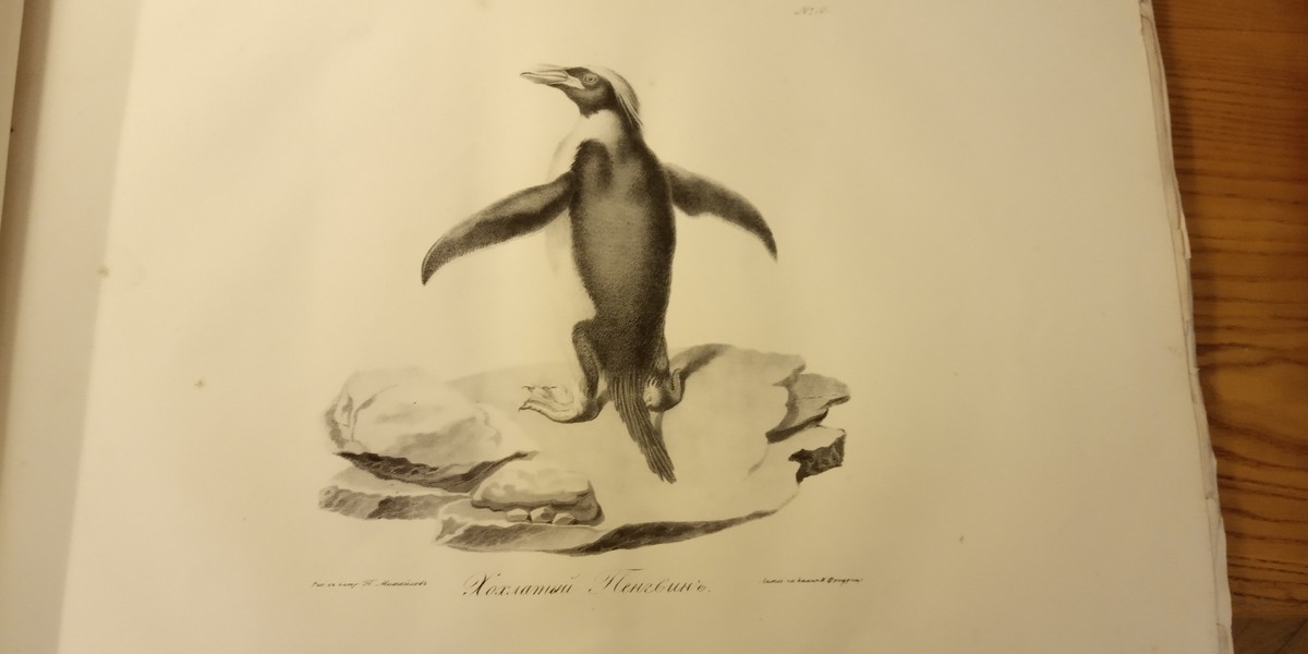 Адмирал Михаил Петрович Лазарев - создатель севастопольского флота, участник антарктической экспедиции Беллинсгаузена, отважный человек, совершивший несколько кругосветных путешествий. Да, о таком земляке стоило снять фильм, и это сделали в рамках проекта “Имя. Символ 33”