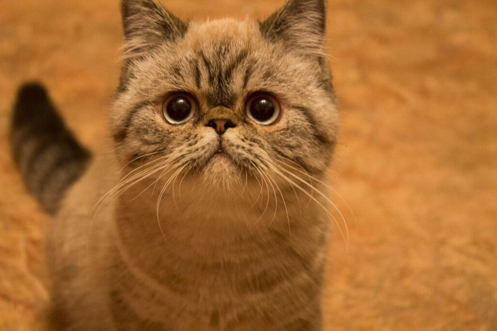 Топ-7 историй тех, кого хозяева оставили на произвол судьбы. Среди них - долматинец, йорк, экзот и другие представители животного мира