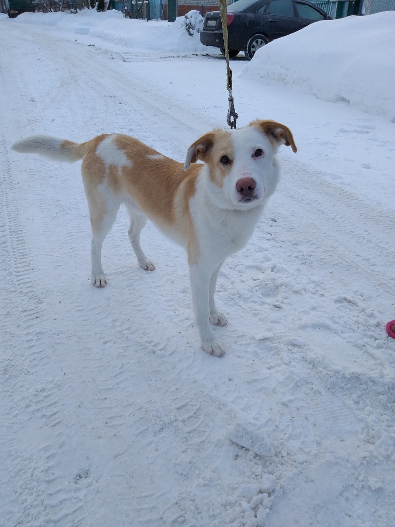 Топ-7 историй тех, кого хозяева оставили на произвол судьбы. Среди них - долматинец, йорк, экзот и другие представители животного мира