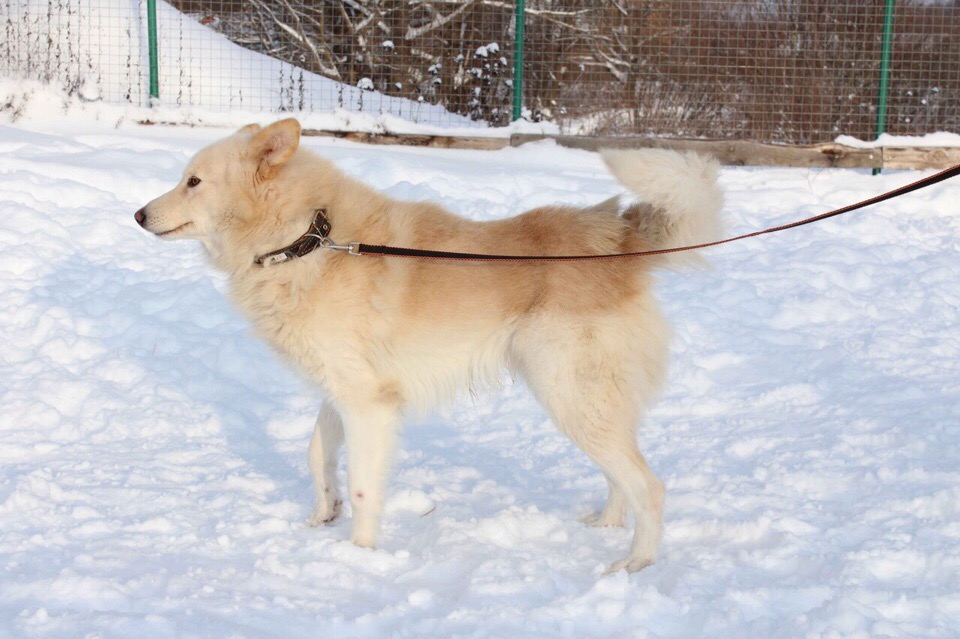Топ-7 историй тех, кого хозяева оставили на произвол судьбы. Среди них - долматинец, йорк, экзот и другие представители животного мира