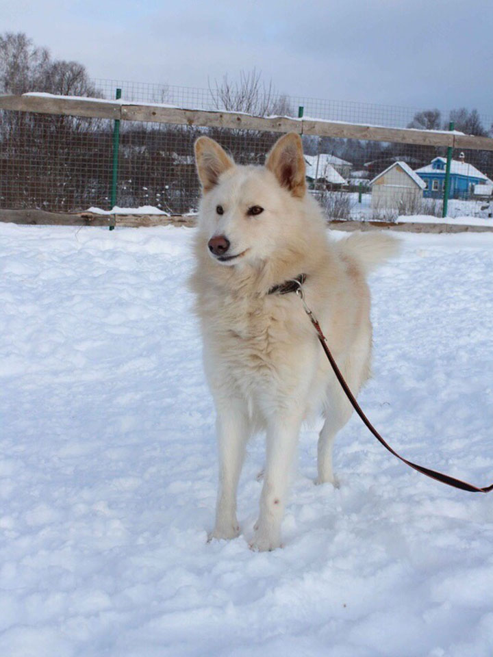 Топ-7 историй тех, кого хозяева оставили на произвол судьбы. Среди них - долматинец, йорк, экзот и другие представители животного мира