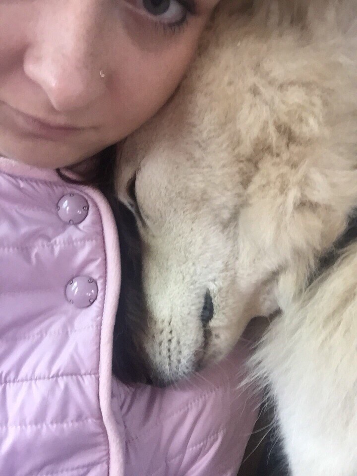 Топ-7 историй тех, кого хозяева оставили на произвол судьбы. Среди них - долматинец, йорк, экзот и другие представители животного мира