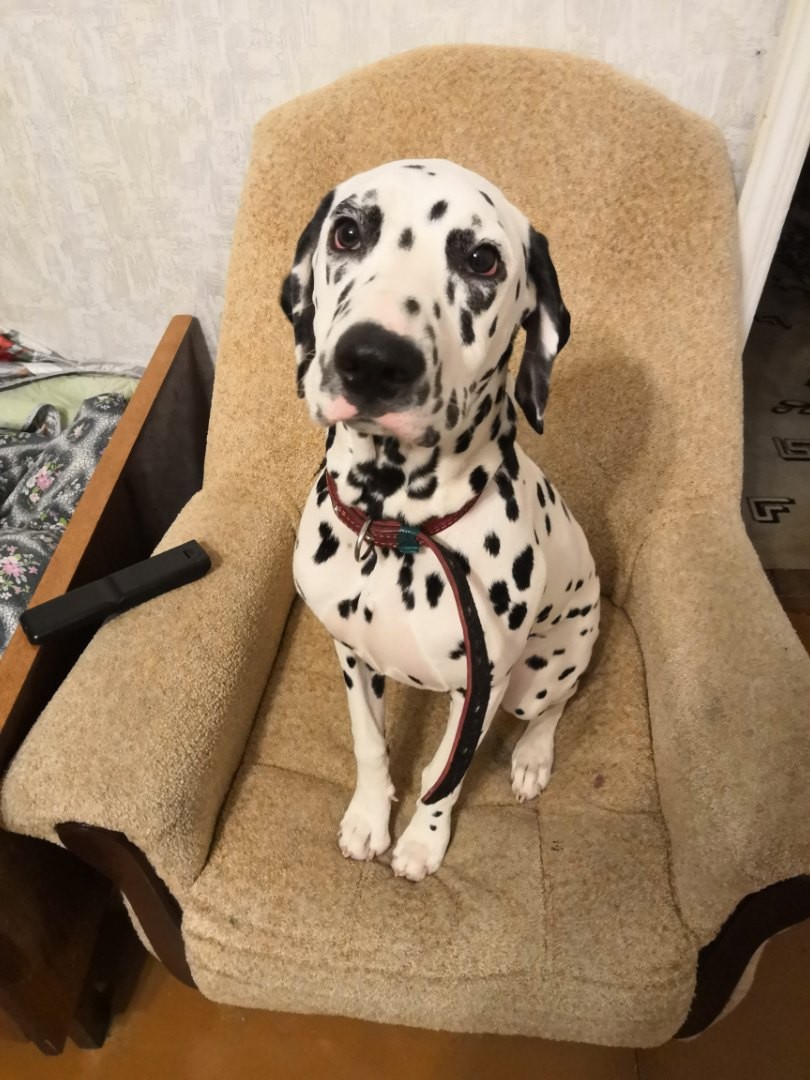 Топ-7 историй тех, кого хозяева оставили на произвол судьбы. Среди них - долматинец, йорк, экзот и другие представители животного мира