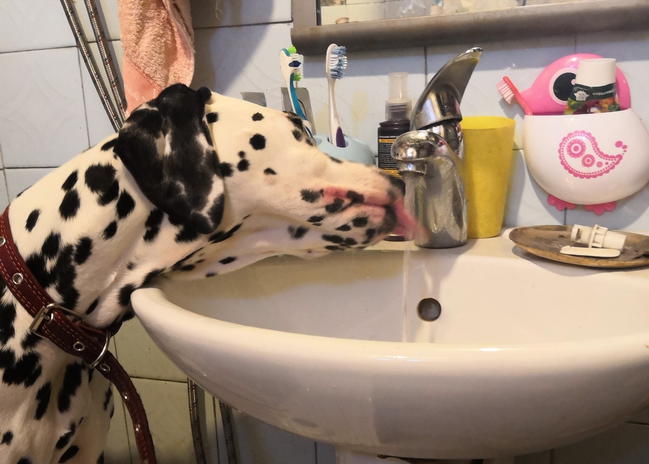 Топ-7 историй тех, кого хозяева оставили на произвол судьбы. Среди них - долматинец, йорк, экзот и другие представители животного мира