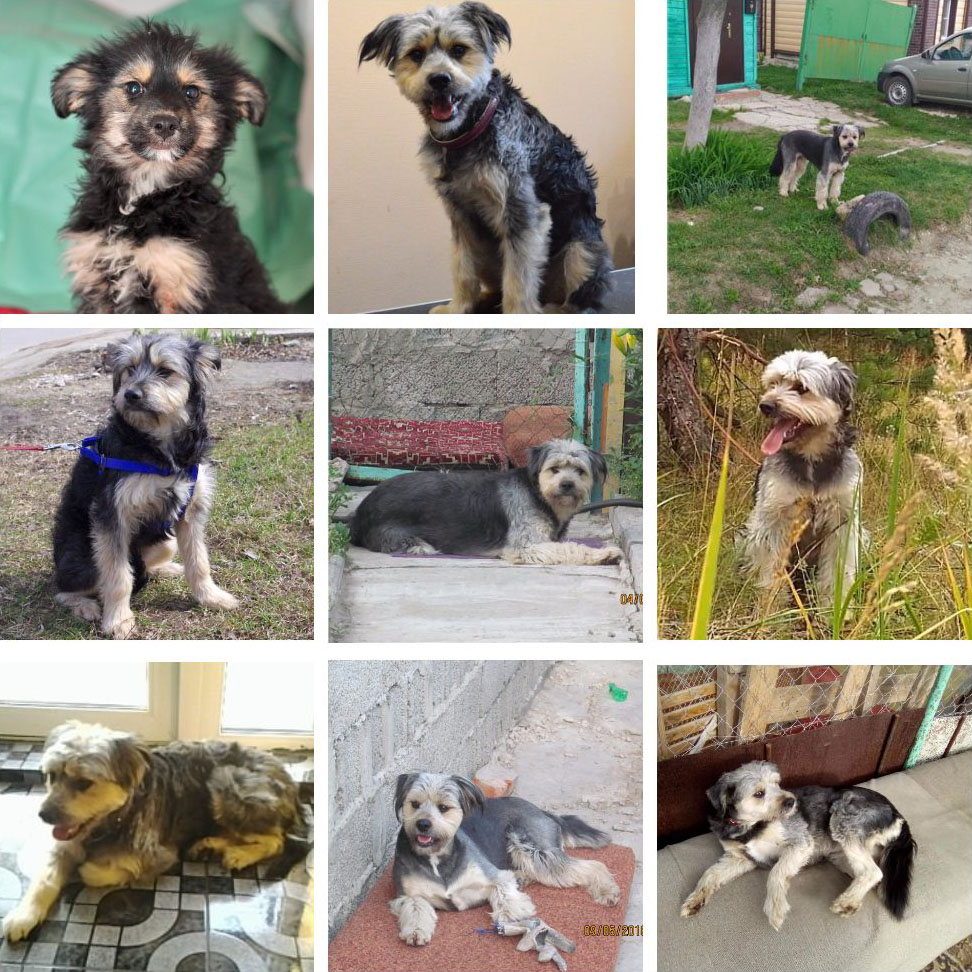 Топ-7 историй тех, кого хозяева оставили на произвол судьбы. Среди них - долматинец, йорк, экзот и другие представители животного мира