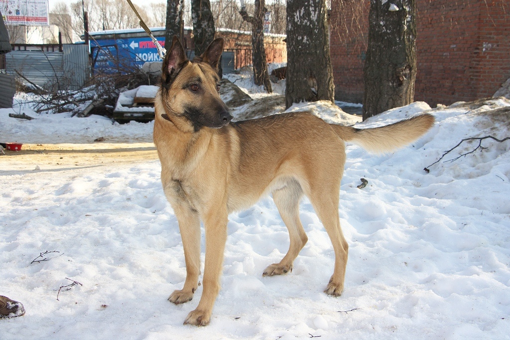 Топ-7 историй тех, кого хозяева оставили на произвол судьбы. Среди них - долматинец, йорк, экзот и другие представители животного мира