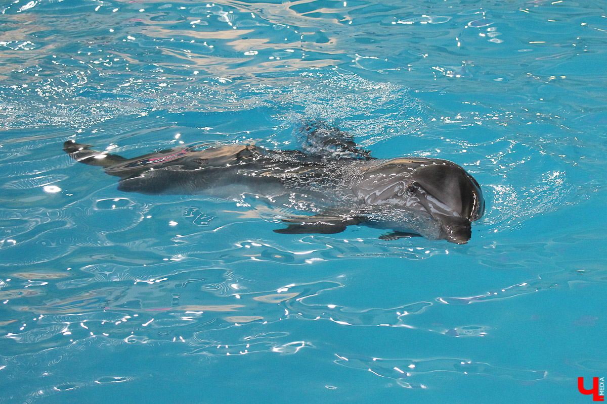 Общение с дельфинами. Думаете, это возможно только летом на юге? А вот и нет – всего лишь каких-то 220 километров от Владимира, и вы оказываетесь в поселке Дубки, в загородном комплексе Dolphin Planet