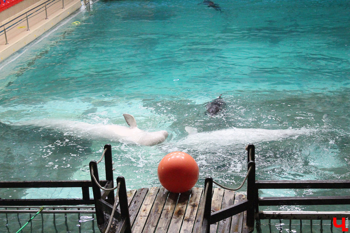 Общение с дельфинами. Думаете, это возможно только летом на юге? А вот и нет – всего лишь каких-то 220 километров от Владимира, и вы оказываетесь в поселке Дубки, в загородном комплексе Dolphin Planet