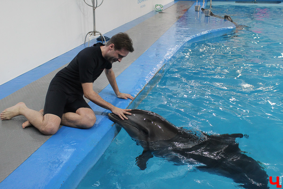 Общение с дельфинами. Думаете, это возможно только летом на юге? А вот и нет – всего лишь каких-то 220 километров от Владимира, и вы оказываетесь в поселке Дубки, в загородном комплексе Dolphin Planet