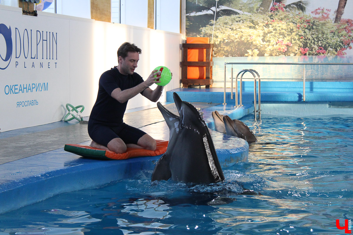 Общение с дельфинами. Думаете, это возможно только летом на юге? А вот и нет – всего лишь каких-то 220 километров от Владимира, и вы оказываетесь в поселке Дубки, в загородном комплексе Dolphin Planet