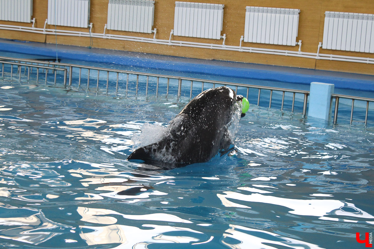 Общение с дельфинами. Думаете, это возможно только летом на юге? А вот и нет – всего лишь каких-то 220 километров от Владимира, и вы оказываетесь в поселке Дубки, в загородном комплексе Dolphin Planet